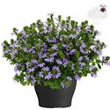 Afbeelding van Scaevola TP26 Bleu